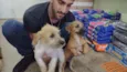 scooby e safira