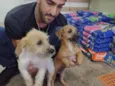 scooby e safira