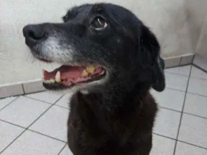 Cachorro raça vira lata idade 6 ou mais anos nome MUM