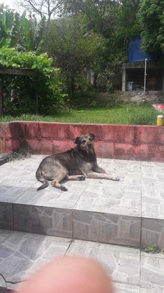 Cachorro ra a Sem raça  idade 5 anos nome Bobi