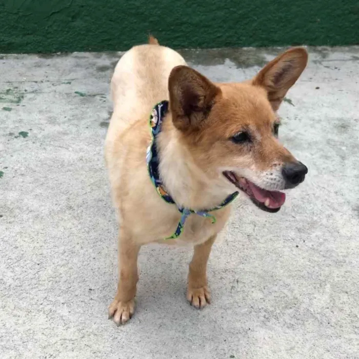 Cachorro ra a SRD  idade 6 ou mais anos nome Frederico 