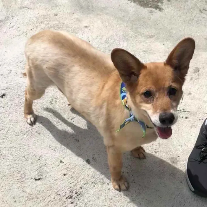 Cachorro ra a SRD  idade 6 ou mais anos nome Frederico 