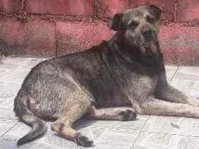 Cachorro ra a Sem raça  idade 5 anos nome Bobi