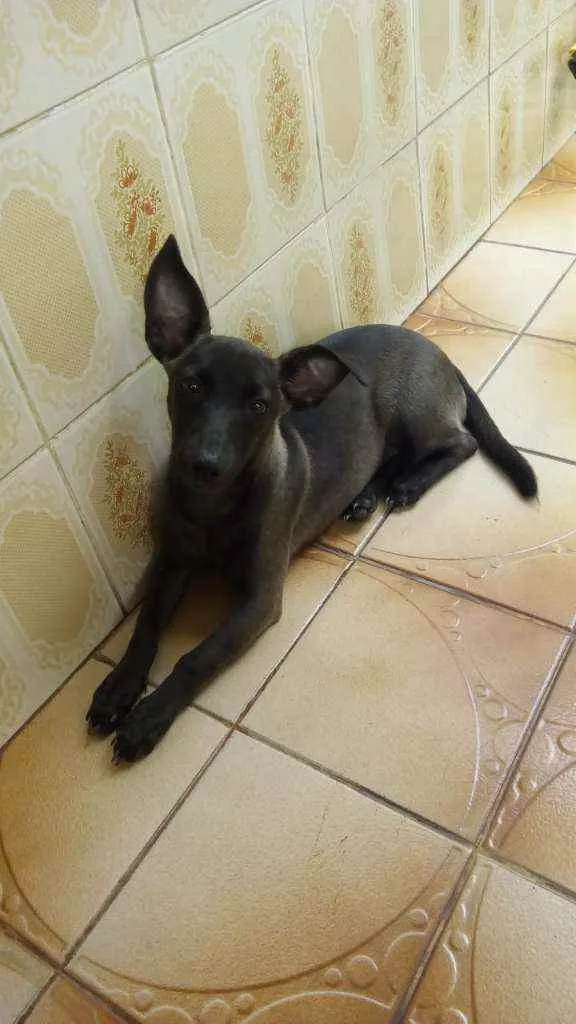 Cachorro ra a SRD idade 2 a 6 meses nome Tina