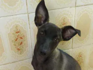 Cachorro raça SRD idade 2 a 6 meses nome Tina