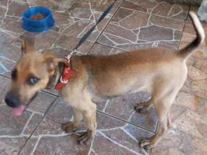 Cachorro raça Não sei identificar  idade 2 a 6 meses nome Max