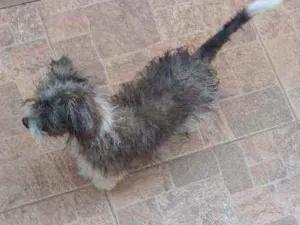 Cachorro raça Shih tzu idade 2 a 6 meses nome Duque