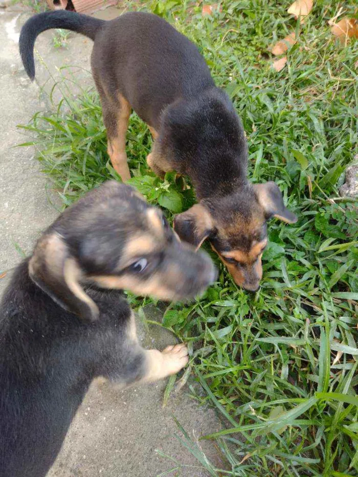 Cachorro ra a Srd idade 2 a 6 meses nome Não tem