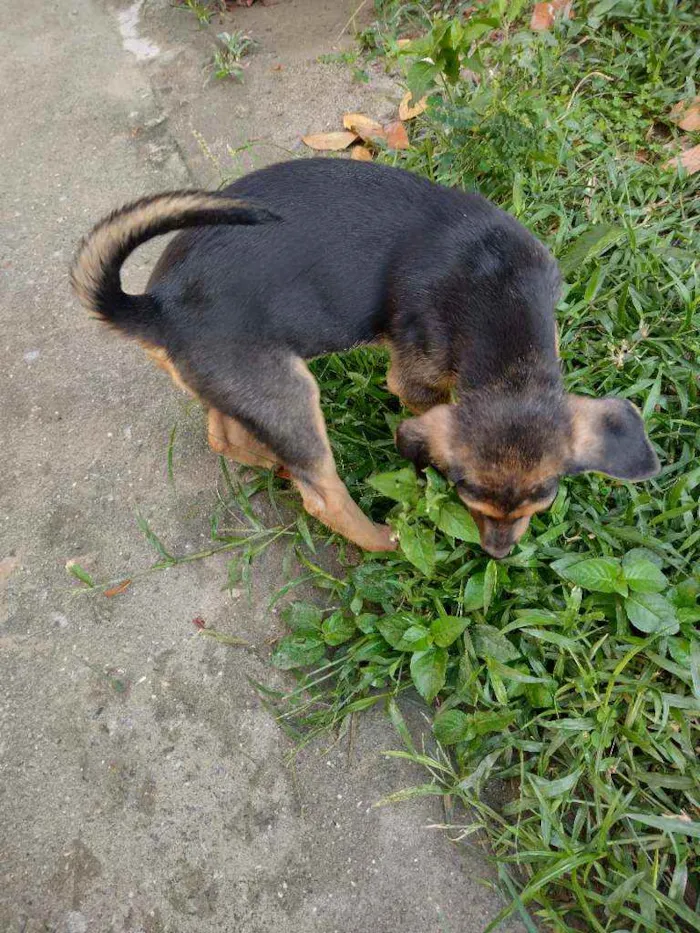 Cachorro ra a Srd idade 2 a 6 meses nome Não tem