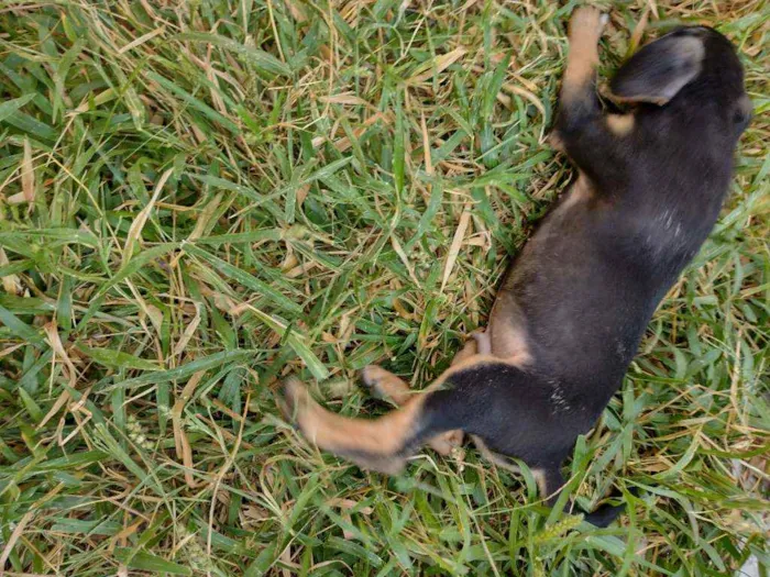 Cachorro ra a Srd idade 2 a 6 meses nome Não tem