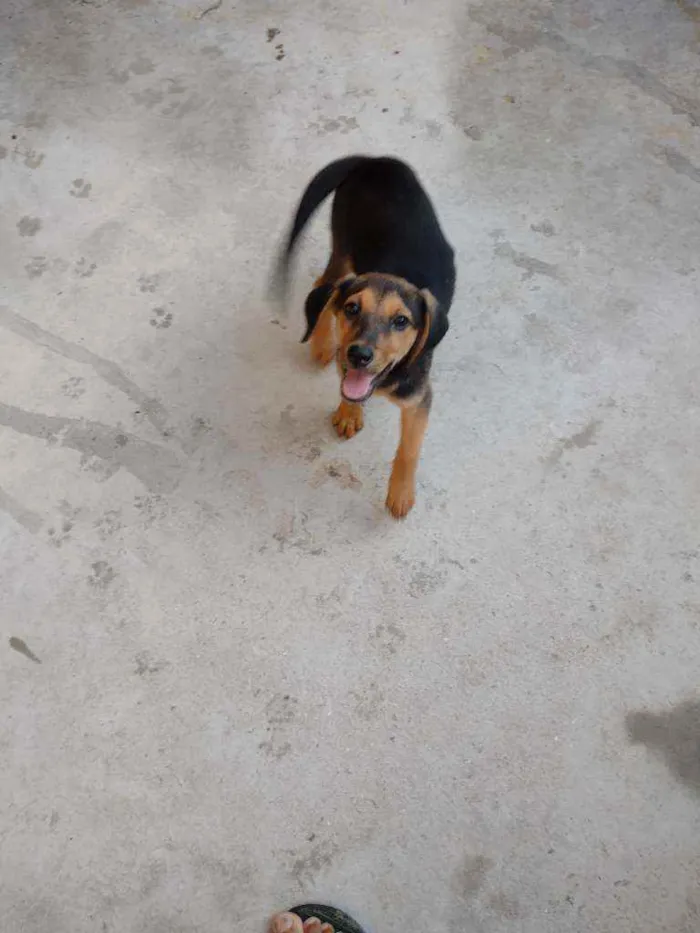 Cachorro ra a Srd idade 2 a 6 meses nome Não tem