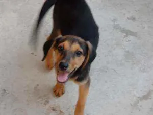 Cachorro raça Srd idade 2 a 6 meses nome Não tem