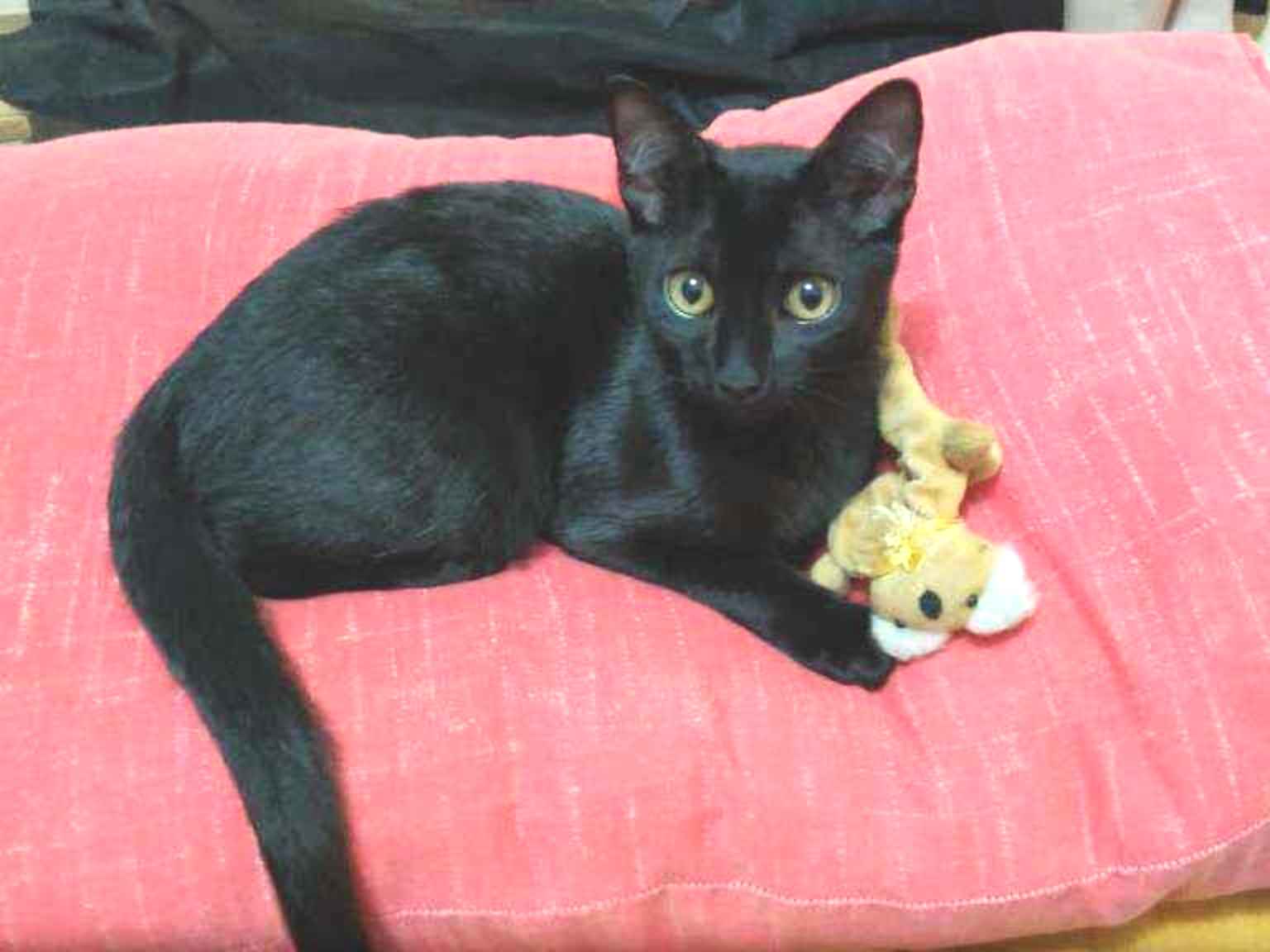 Gato raça SRD idade 7 a 11 meses nome Manon