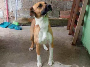 Cachorro raça Srd idade 1 ano nome Doguinho