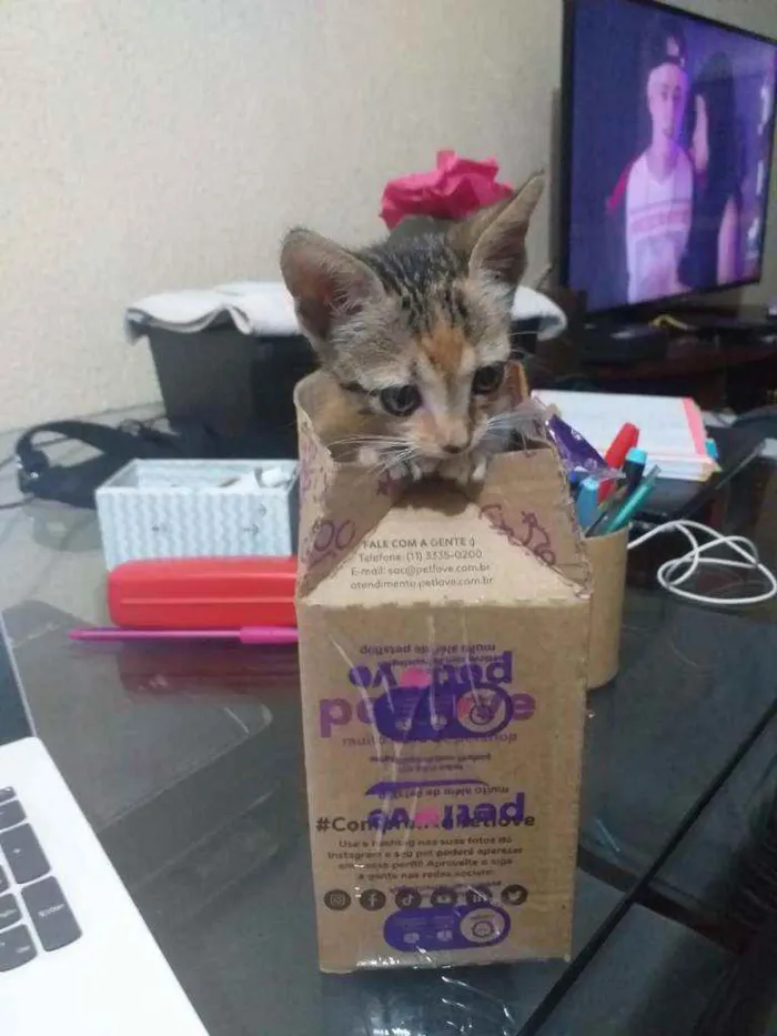 Gato raça  idade Abaixo de 2 meses nome Pulguinha