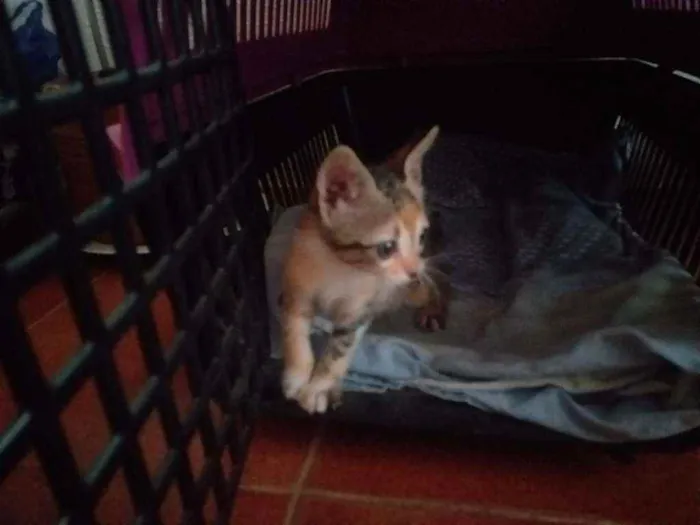 Gato raça  idade Abaixo de 2 meses nome Pulguinha