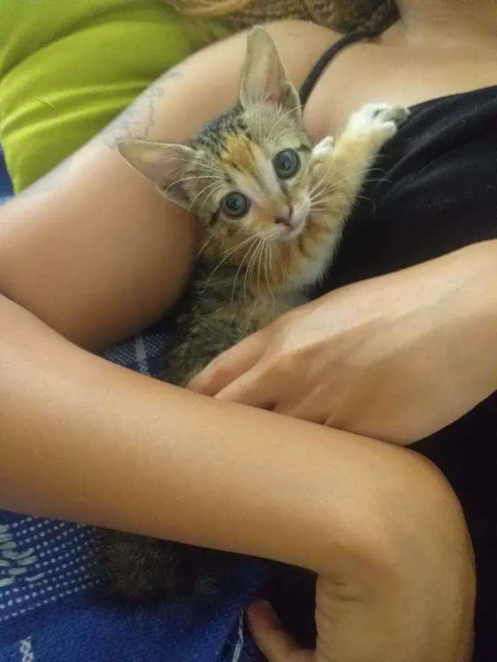 Gato raça  idade Abaixo de 2 meses nome Pulguinha