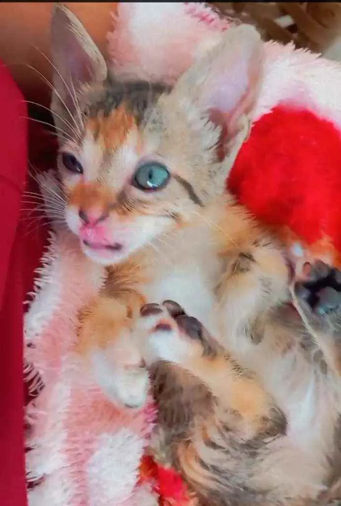 Gato raça  idade Abaixo de 2 meses nome Pulguinha