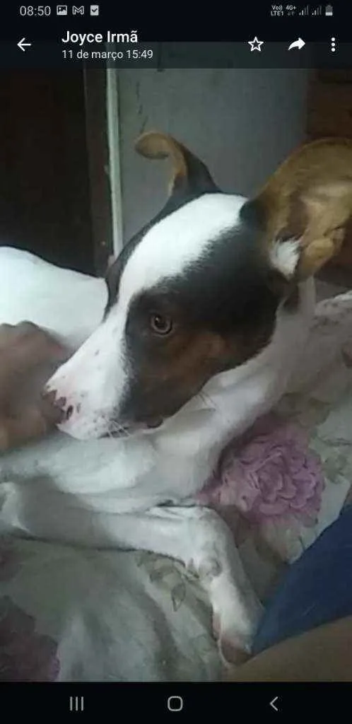 Cachorro ra a Viralata misturado com Pit Bul idade 2 a 6 meses nome Bily