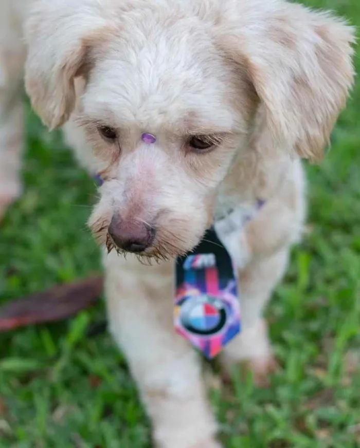 Cachorro ra a  idade 1 ano nome Não sei 