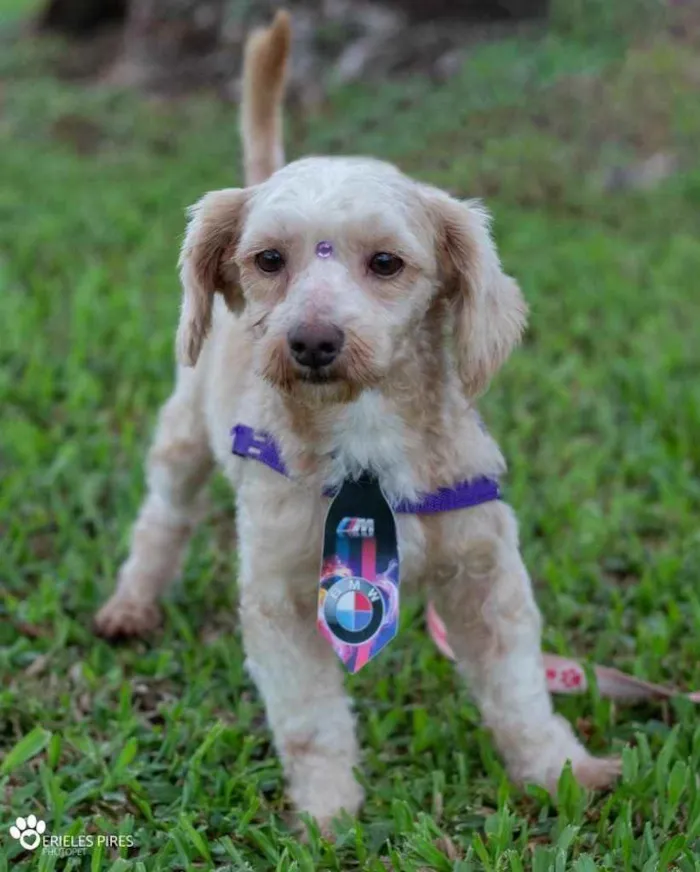 Cachorro ra a  idade 1 ano nome Não sei 