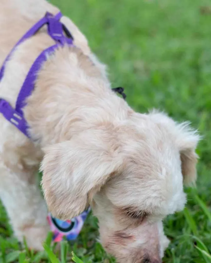 Cachorro ra a  idade 1 ano nome Não sei 