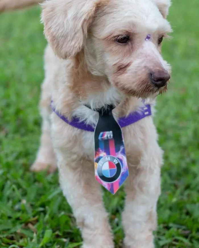 Cachorro ra a  idade 1 ano nome Não sei 