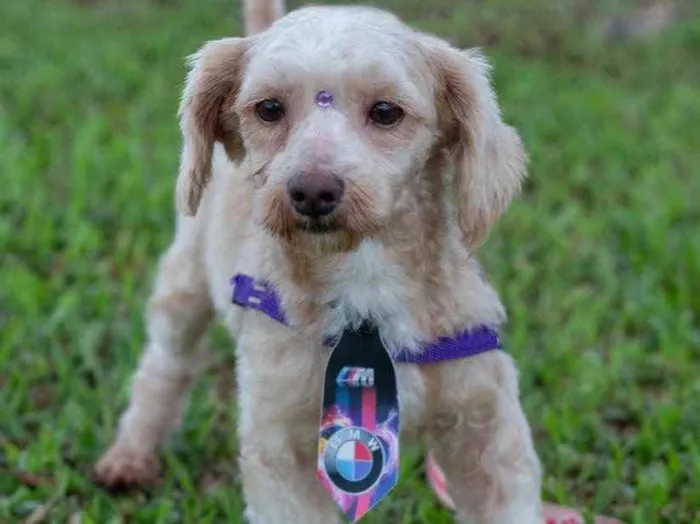 Cachorro ra a  idade 1 ano nome Não sei 