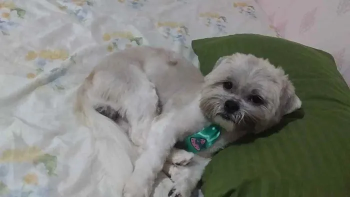 Cachorro ra a  idade 1 ano nome Léo 