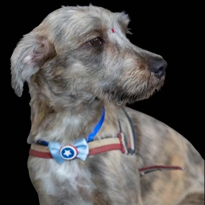 Cachorro ra a  idade 1 ano nome Safira 