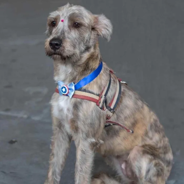 Cachorro ra a  idade 1 ano nome Safira 
