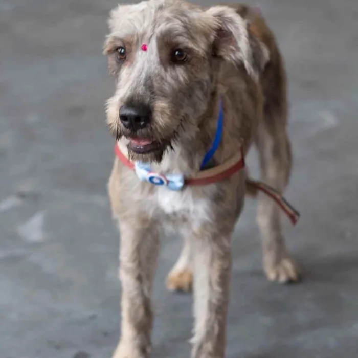 Cachorro ra a  idade 1 ano nome Safira 