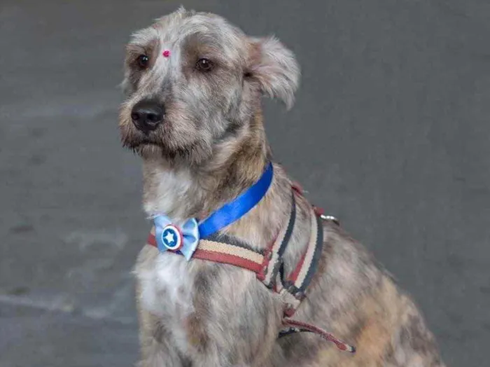 Cachorro ra a  idade 1 ano nome Safira 