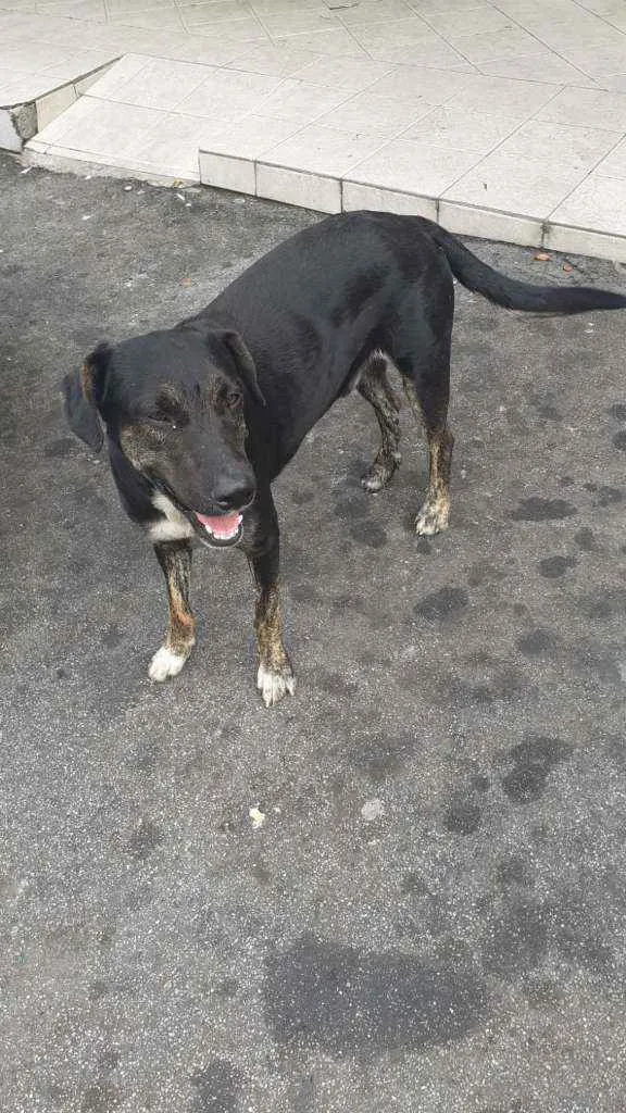 Cachorro raça SRD idade 1 ano nome Tedy