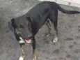 Cachorro raça SRD idade 1 ano nome Tedy