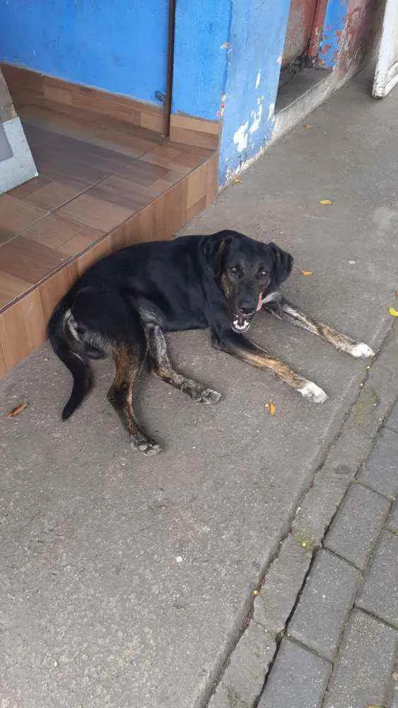 Cachorro raça SRD idade 1 ano nome Tedy