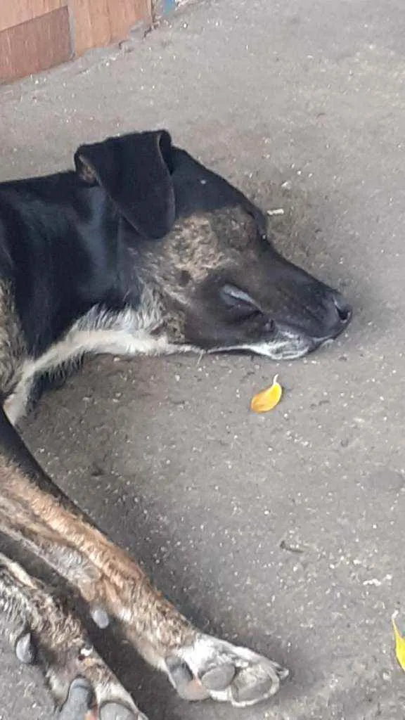 Cachorro raça SRD idade 1 ano nome Tedy