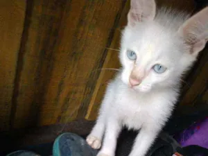 Gato raça Não sei idade 2 a 6 meses nome Não sei