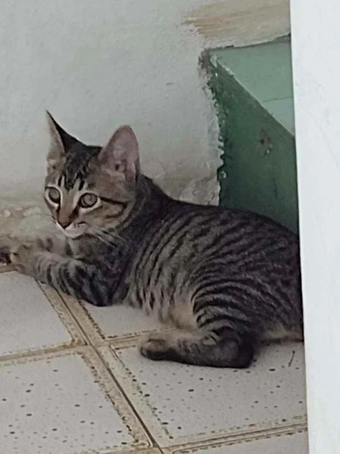 Gato ra a Mista  idade 2 a 6 meses nome Chiquinho 