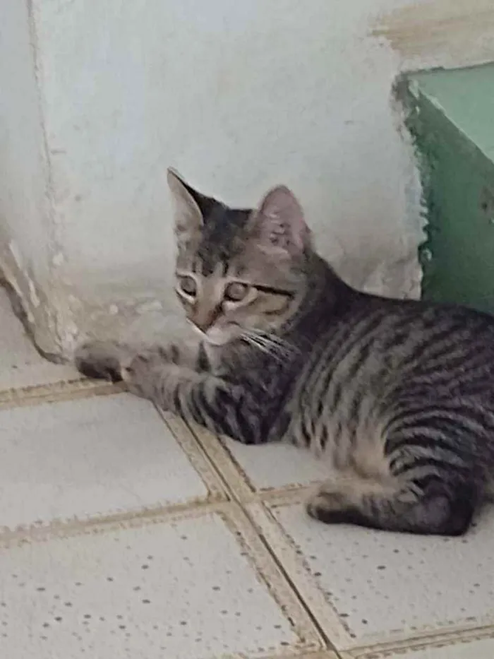 Gato ra a Mista  idade 2 a 6 meses nome Chiquinho 