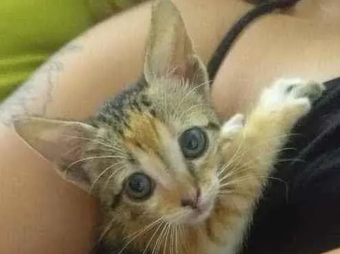 Gato raça  idade Abaixo de 2 meses nome Pulguinha
