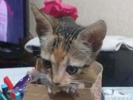 Gato raça  idade Abaixo de 2 meses nome Pulguinha