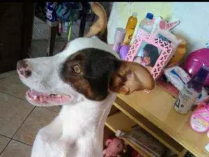 Cachorro raça Viralata misturado com Pit Bul idade 2 a 6 meses nome Bily