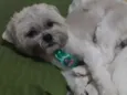 Léo 