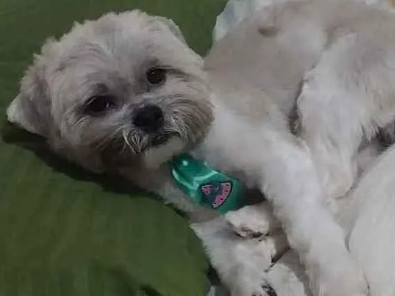 Cachorro ra a  idade 1 ano nome Léo 