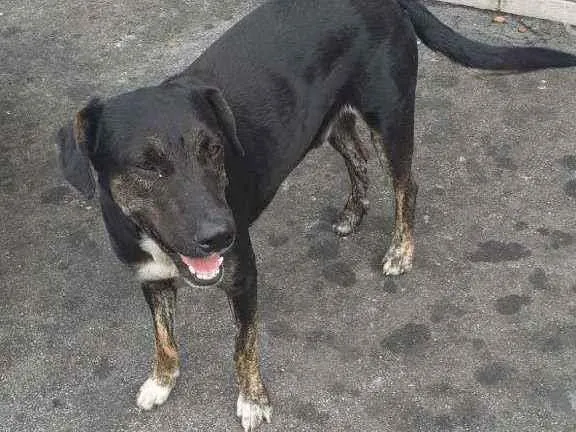 Cachorro raça SRD idade 1 ano nome Tedy