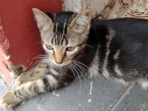 Gato raça Mista  idade 2 a 6 meses nome Chiquinha 