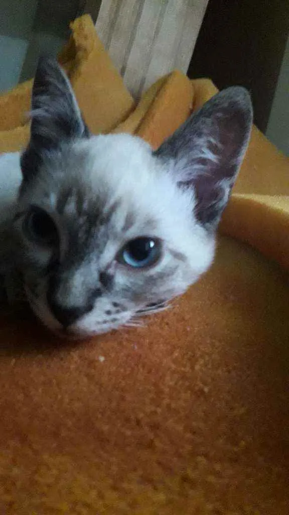 Gato ra a Siamês  idade Abaixo de 2 meses nome Fiona