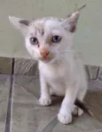 Gatinhos