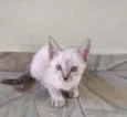 Gatinhos